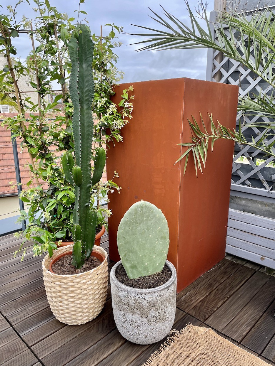 De coration exte rieur avec cactus