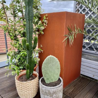 De coration exte rieur avec cactus