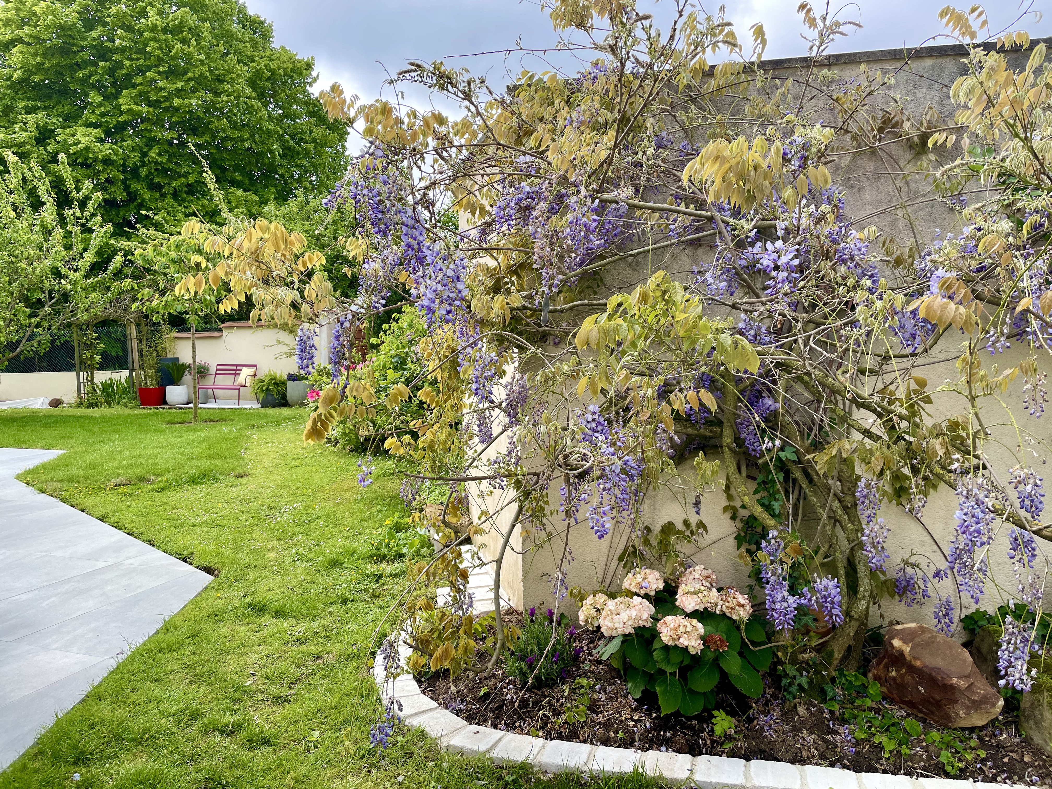 Glycine peggy guezello ame nagement de jardi et terrasse