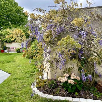 Glycine peggy guezello ame nagement de jardi et terrasse